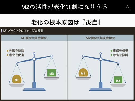 M2の活性が老化抑制になりうる